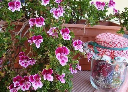Nuovo Cortile Bed & Breakfast Palermo