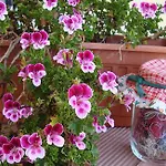 Nuovo Cortile Bed & Breakfast Palermo